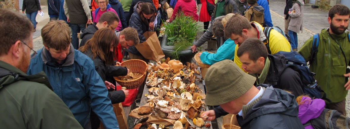 Mushroom foraging at Killrudderry