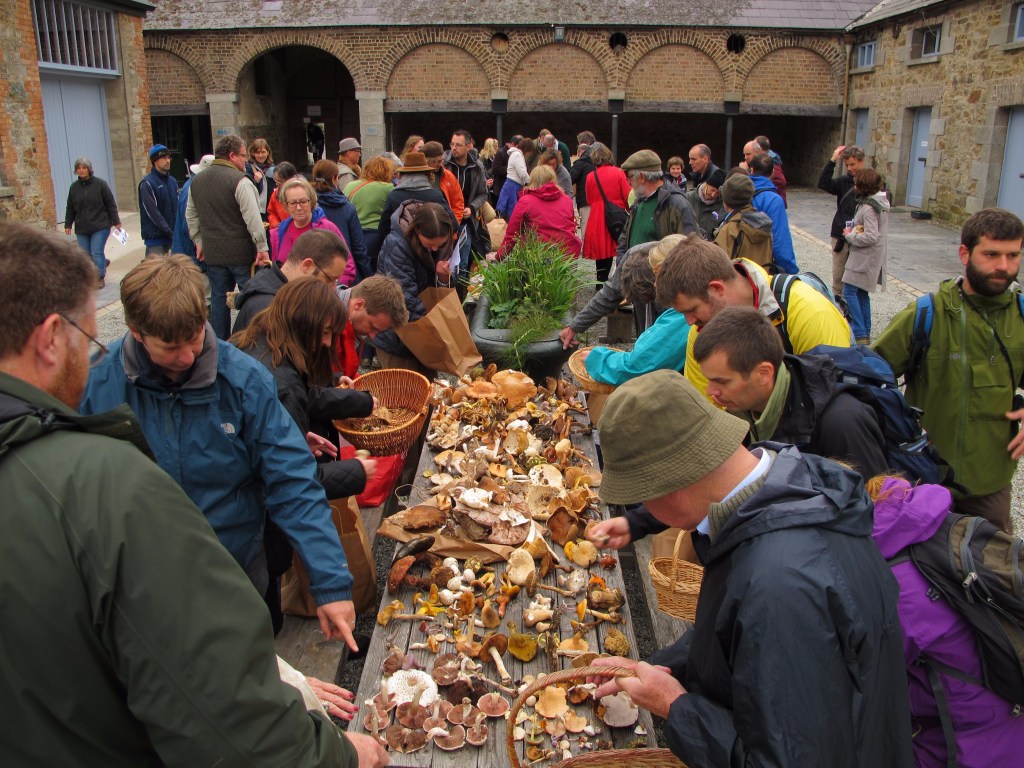 Mushroom foraging at Killrudderry