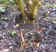 Morels from Cavan cropped